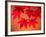 Maple Leaves-null-Framed Photographic Print