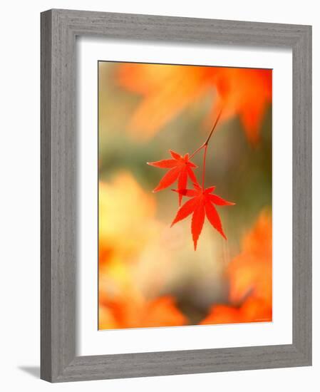 Maple Leaves-null-Framed Photographic Print