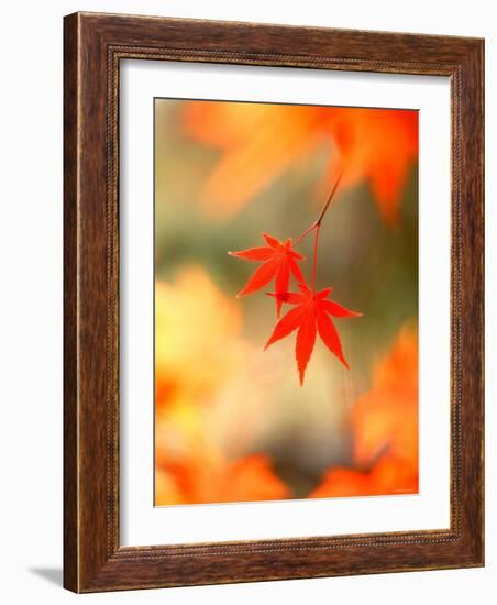 Maple Leaves-null-Framed Photographic Print