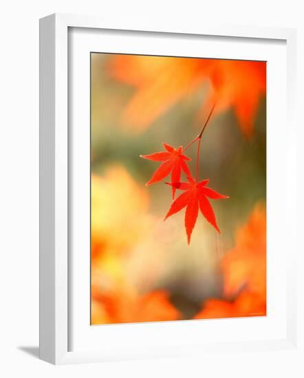 Maple Leaves-null-Framed Photographic Print