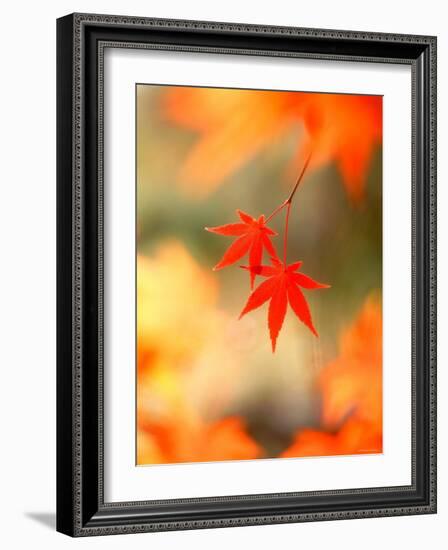 Maple Leaves-null-Framed Photographic Print