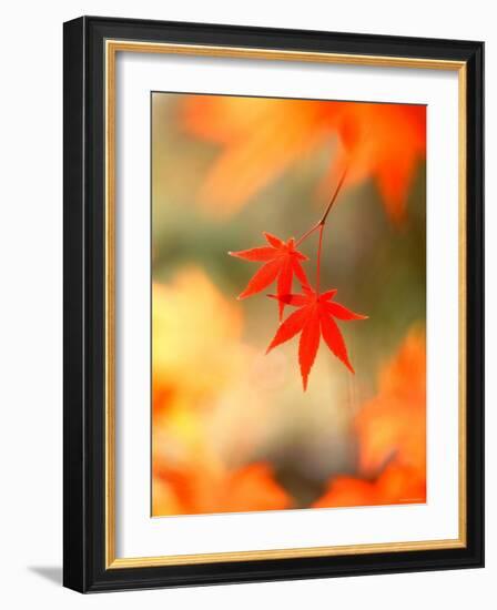 Maple Leaves-null-Framed Photographic Print