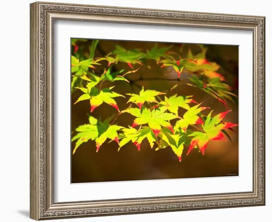 Maple Leaves-null-Framed Photographic Print