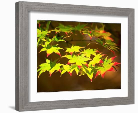 Maple Leaves-null-Framed Photographic Print