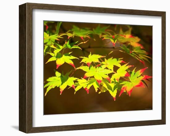 Maple Leaves-null-Framed Photographic Print