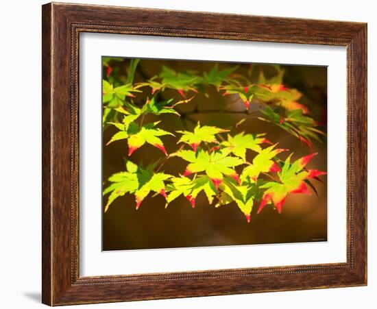 Maple Leaves-null-Framed Photographic Print