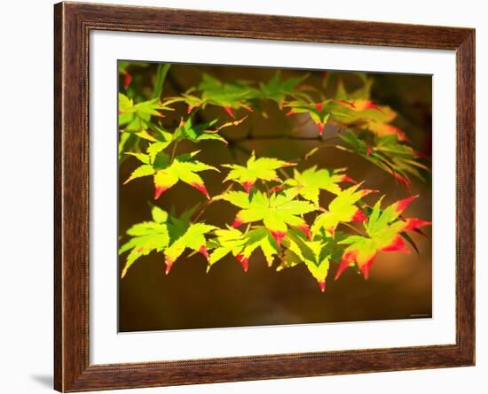 Maple Leaves-null-Framed Photographic Print