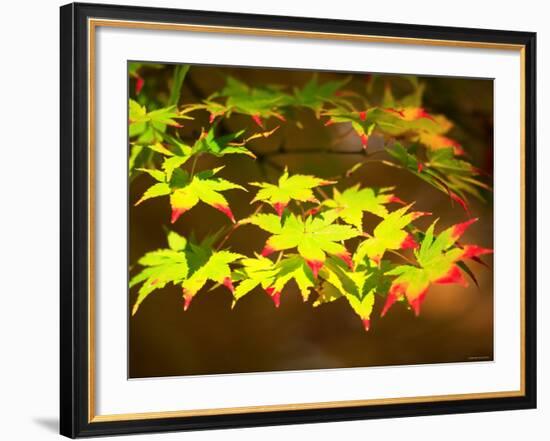 Maple Leaves-null-Framed Photographic Print