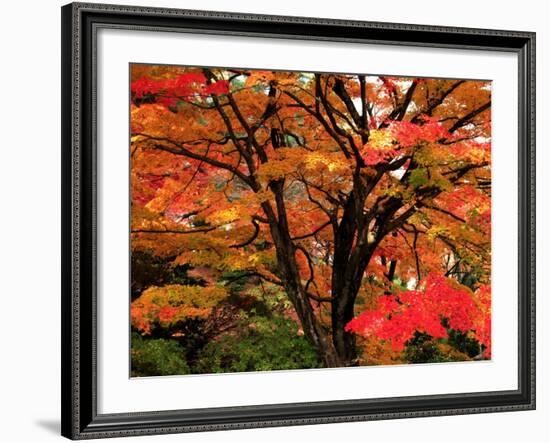 Maple Leaves-null-Framed Photographic Print