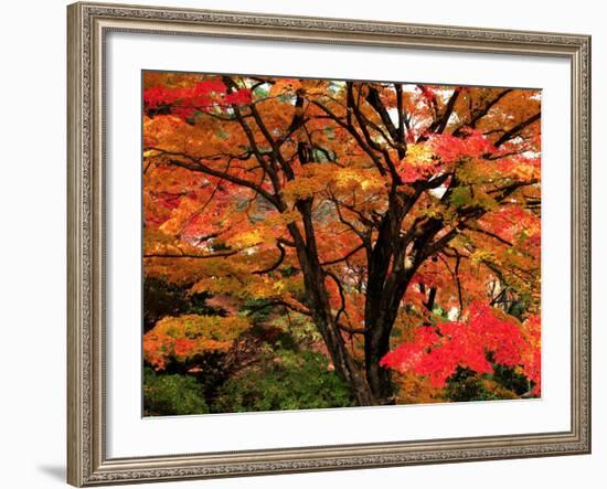 Maple Leaves-null-Framed Photographic Print