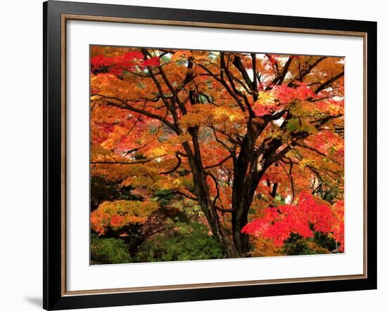 Maple Leaves-null-Framed Photographic Print