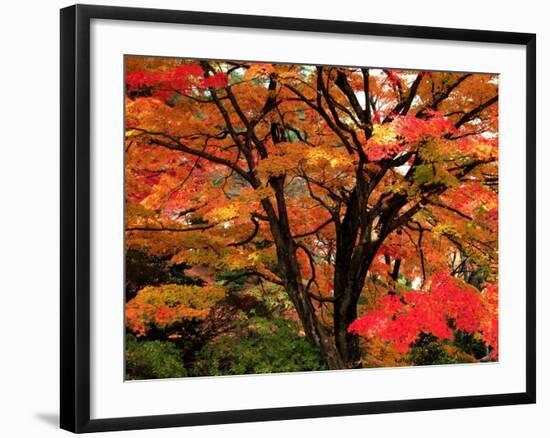 Maple Leaves-null-Framed Photographic Print