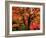 Maple Leaves-null-Framed Photographic Print