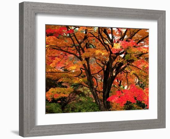 Maple Leaves-null-Framed Photographic Print