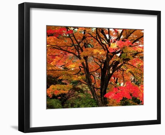 Maple Leaves-null-Framed Photographic Print