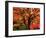 Maple Leaves-null-Framed Photographic Print