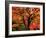 Maple Leaves-null-Framed Photographic Print