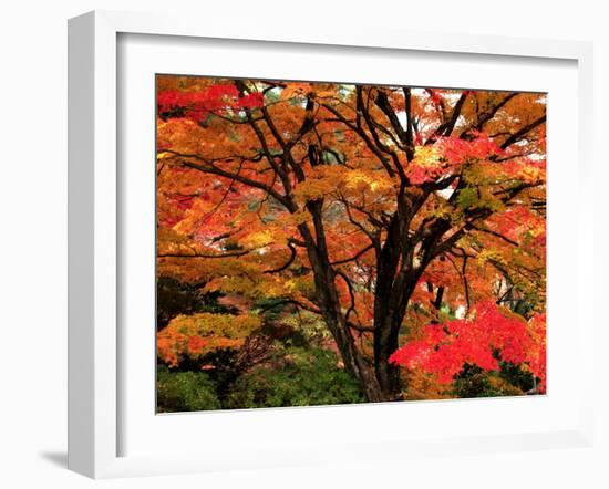 Maple Leaves-null-Framed Photographic Print