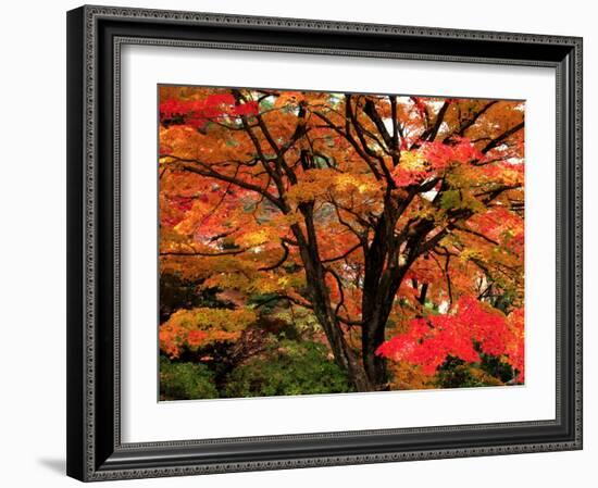 Maple Leaves-null-Framed Photographic Print