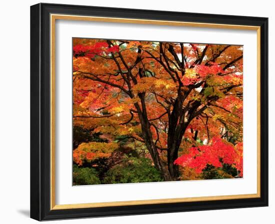 Maple Leaves-null-Framed Photographic Print