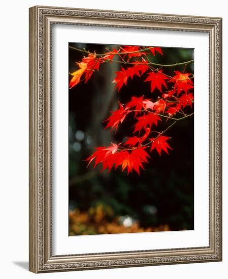 Maple Leaves-null-Framed Photographic Print