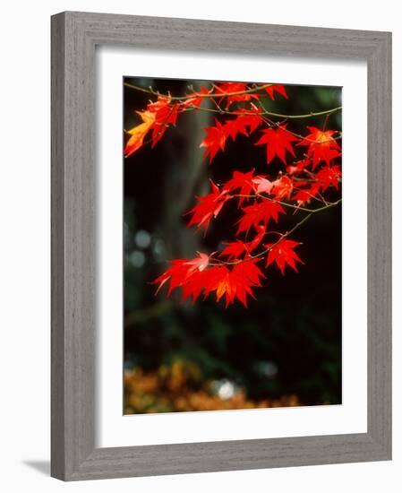 Maple Leaves-null-Framed Photographic Print