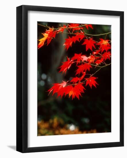 Maple Leaves-null-Framed Photographic Print