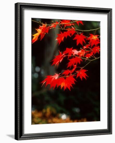 Maple Leaves-null-Framed Photographic Print