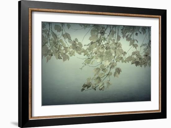 Maple Leaves-Kathy Mahan-Framed Photographic Print
