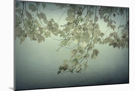 Maple Leaves-Kathy Mahan-Mounted Photographic Print