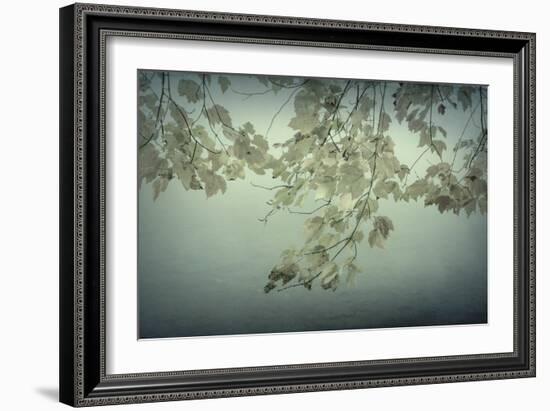 Maple Leaves-Kathy Mahan-Framed Photographic Print