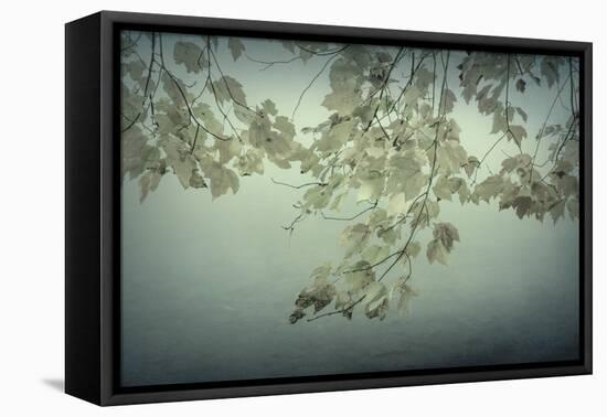 Maple Leaves-Kathy Mahan-Framed Premier Image Canvas