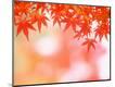 Premium Photographic Print
