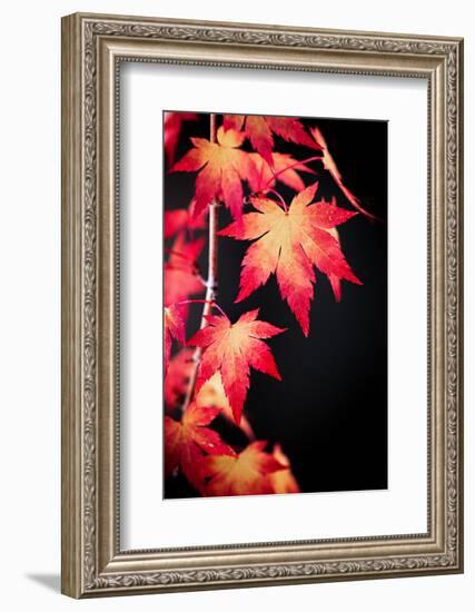 Maple on black-Philippe Sainte-Laudy-Framed Photographic Print