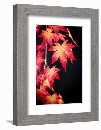 Maple on black-Philippe Sainte-Laudy-Framed Photographic Print