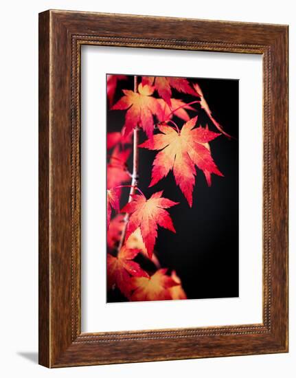 Maple on black-Philippe Sainte-Laudy-Framed Photographic Print