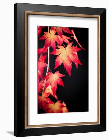 Maple on black-Philippe Sainte-Laudy-Framed Photographic Print