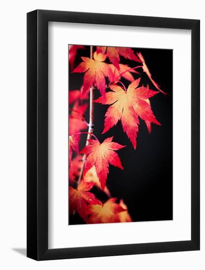 Maple on black-Philippe Sainte-Laudy-Framed Photographic Print