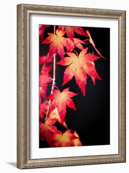 Maple on black-Philippe Sainte-Laudy-Framed Photographic Print