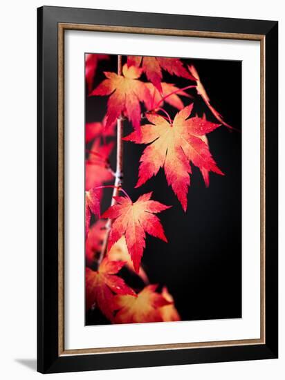 Maple on black-Philippe Sainte-Laudy-Framed Photographic Print