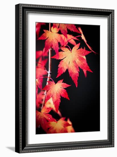 Maple on black-Philippe Sainte-Laudy-Framed Photographic Print