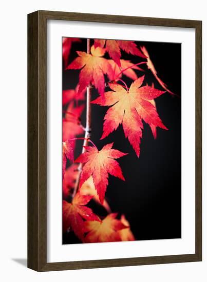 Maple on black-Philippe Sainte-Laudy-Framed Premium Photographic Print