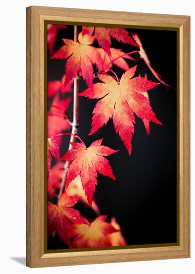 Maple on black-Philippe Sainte-Laudy-Framed Premier Image Canvas