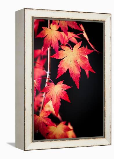 Maple on black-Philippe Sainte-Laudy-Framed Premier Image Canvas