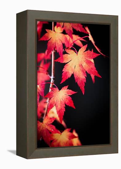 Maple on black-Philippe Sainte-Laudy-Framed Premier Image Canvas