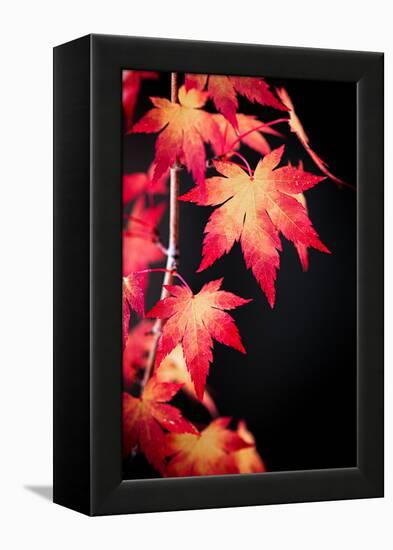 Maple on black-Philippe Sainte-Laudy-Framed Premier Image Canvas