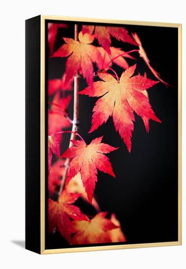 Maple on black-Philippe Sainte-Laudy-Framed Premier Image Canvas