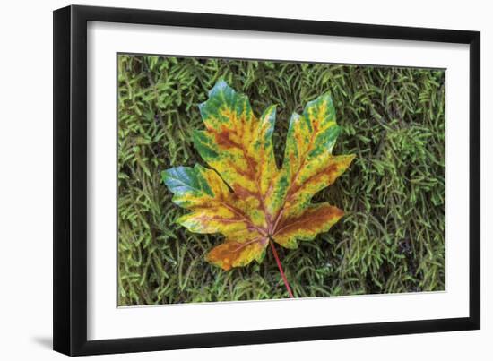 Maple on Moss-Don Paulson-Framed Giclee Print