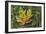 Maple on Moss-Don Paulson-Framed Giclee Print