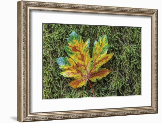 Maple on Moss-Don Paulson-Framed Giclee Print